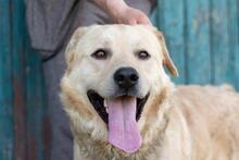 HANK, Hund, Labrador-Mischling in Ukraine - Bild 1