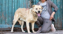 HANK, Hund, Labrador-Mischling in Ukraine - Bild 10