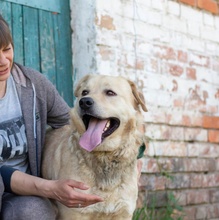 HANK, Hund, Labrador-Mischling in Ukraine - Bild 11