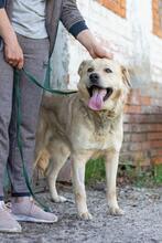 HANK, Hund, Labrador-Mischling in Ukraine - Bild 2