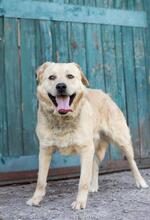 HANK, Hund, Labrador-Mischling in Ukraine - Bild 3