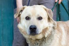 HANK, Hund, Labrador-Mischling in Ukraine - Bild 4