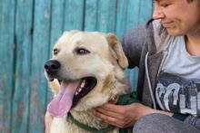 HANK, Hund, Labrador-Mischling in Ukraine - Bild 5