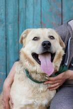 HANK, Hund, Labrador-Mischling in Ukraine - Bild 7