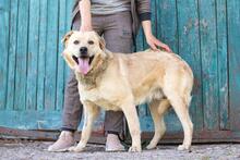 HANK, Hund, Labrador-Mischling in Ukraine - Bild 8