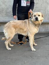HANK, Hund, Labrador-Mischling in Ukraine - Bild 9
