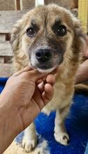 SUNNY, Hund, Mischlingshund in Rumänien - Bild 10