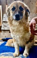 SUNNY, Hund, Mischlingshund in Rumänien - Bild 11