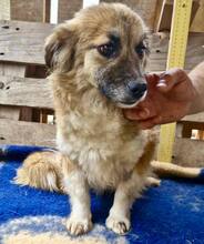 SUNNY, Hund, Mischlingshund in Rumänien - Bild 12