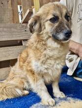 SUNNY, Hund, Mischlingshund in Rumänien - Bild 15