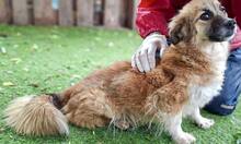SUNNY, Hund, Mischlingshund in Rumänien - Bild 7