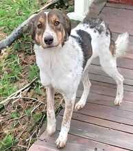 FELIX, Hund, Mischlingshund in Rumänien - Bild 2