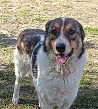 FELIX, Hund, Mischlingshund in Rumänien - Bild 3