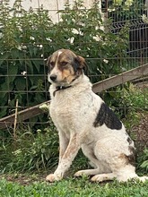 FELIX, Hund, Mischlingshund in Rumänien - Bild 4