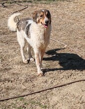 FELIX, Hund, Mischlingshund in Rumänien - Bild 5