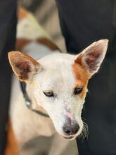 HARLEY, Hund, Mischling in Spanien - Bild 1