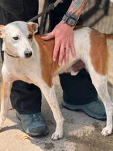 HARLEY, Hund, Mischling in Spanien - Bild 2