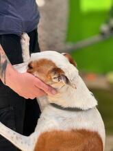HARLEY, Hund, Mischling in Spanien - Bild 4
