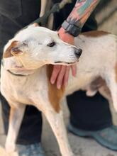 HARLEY, Hund, Mischling in Spanien - Bild 5
