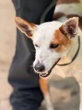 HARLEY, Hund, Mischling in Spanien - Bild 6