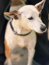 HARLEY, Hund, Mischling in Spanien - Bild 7
