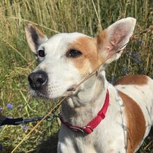 HARLEY, Hund, Mischlingshund in Salzwedel