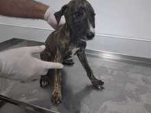ARES, Hund, Galgo in Spanien - Bild 1