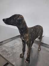 ARES, Hund, Galgo in Spanien - Bild 2