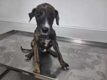 ARES, Hund, Galgo in Spanien - Bild 4