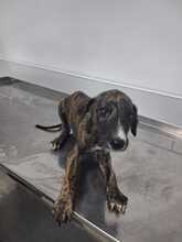 ARES, Hund, Galgo in Spanien - Bild 6