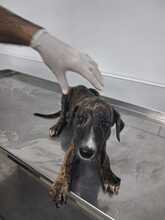 ARES, Hund, Galgo in Spanien - Bild 8