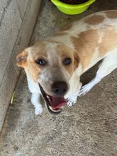 RAI, Hund, Mischling in Spanien - Bild 1