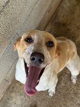 RAI, Hund, Mischling in Spanien - Bild 2