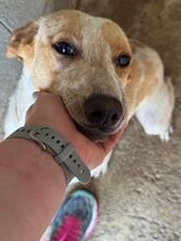 RAI, Hund, Mischling in Spanien - Bild 4