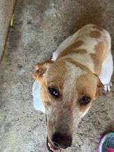 RAI, Hund, Mischling in Spanien - Bild 5