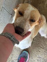 RAI, Hund, Mischling in Spanien - Bild 6