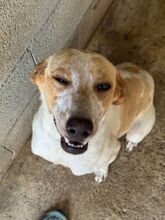 RAI, Hund, Mischling in Spanien - Bild 7