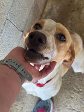 RAI, Hund, Mischling in Spanien - Bild 8