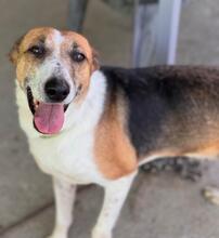 RAYBENT, Hund, Mischling in Spanien - Bild 1