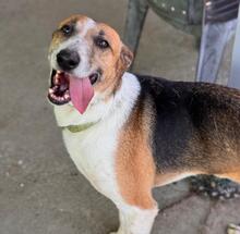 RAYBENT, Hund, Mischling in Spanien - Bild 2