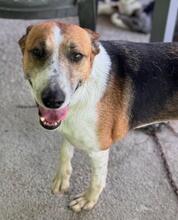 RAYBENT, Hund, Mischling in Spanien - Bild 3