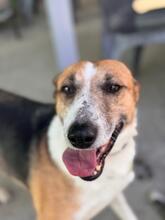 RAYBENT, Hund, Mischling in Spanien - Bild 4
