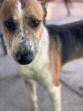 RAYBENT, Hund, Mischling in Spanien - Bild 5