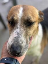 RAYBENT, Hund, Mischling in Spanien - Bild 6