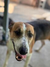 RAYBENT, Hund, Mischling in Spanien - Bild 7