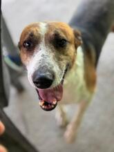 RAYBENT, Hund, Mischling in Spanien - Bild 8