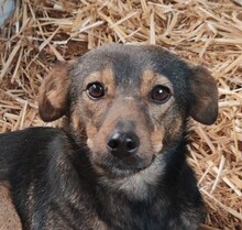 JOY, Hund, Mischlingshund in Rumänien - Bild 1