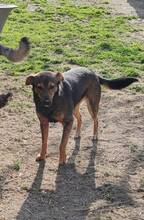 JOY, Hund, Mischlingshund in Rumänien - Bild 2