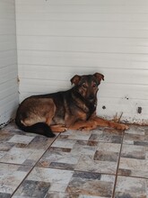 JOY, Hund, Mischlingshund in Rumänien - Bild 3
