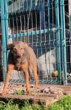 JOY, Hund, Mischlingshund in Rumänien - Bild 4